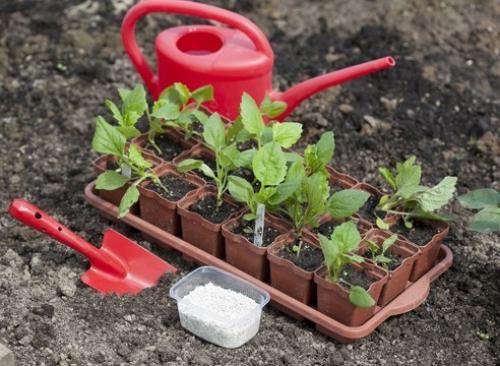 Как вырастить однолетнюю астру из семян. 09