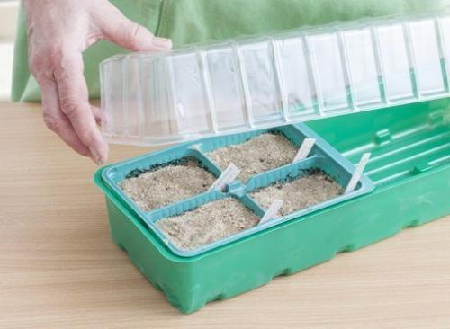 Как вырастить однолетнюю астру из семян. 05