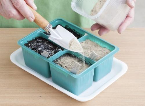 Как вырастить однолетнюю астру из семян. 04