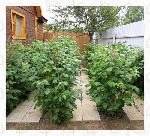 Как аккуратно высажена малина. 02