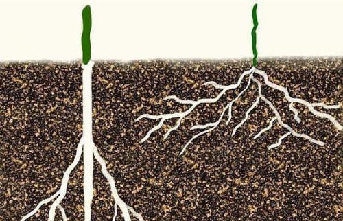 Проверено практикой.  Как получить небывалый урожай капусты. 03