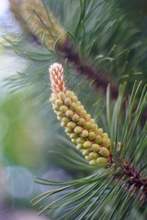 Аромат весны и немного магии боке от старичка Meyer - Optik Oreston 50mm. 01