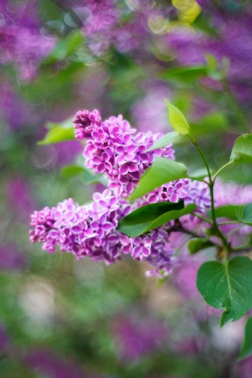 Аромат весны и немного магии боке от старичка Meyer - Optik Oreston 50mm. 04