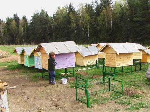 Держать пчёл или водить. 04