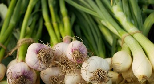 Когда ростки чеснока покажутся из земли, подкормите посадки азотным удобрением. 01