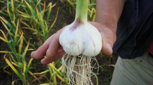 Когда ростки чеснока покажутся из земли, подкормите посадки азотным удобрением. 02