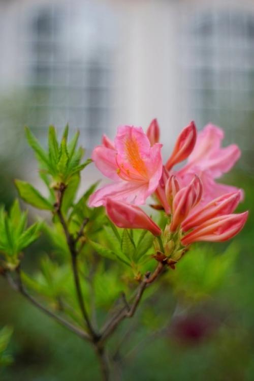 Аромат весны и немного магии боке от старичка Meyer - Optik Oreston 50mm. 05