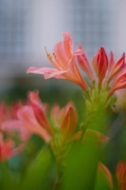 Аромат весны и немного магии боке от старичка Meyer - Optik Oreston 50mm. 03