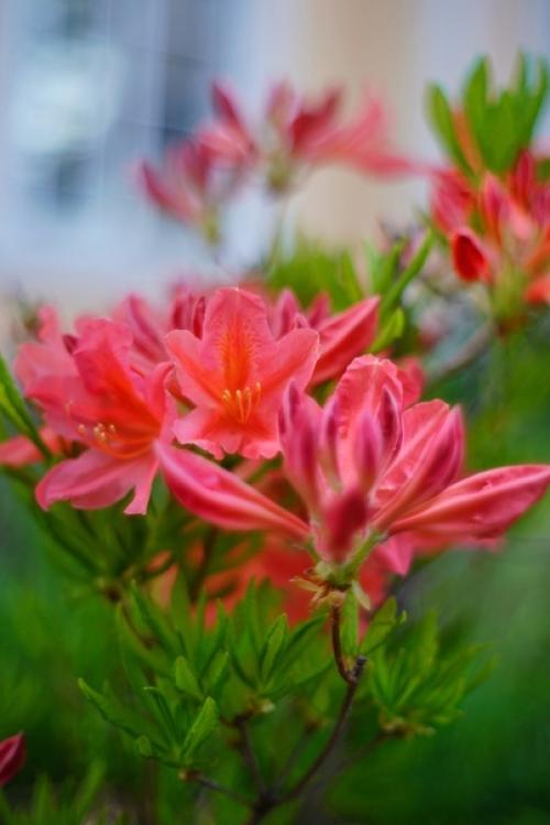 Аромат весны и немного магии боке от старичка Meyer - Optik Oreston 50mm. 08