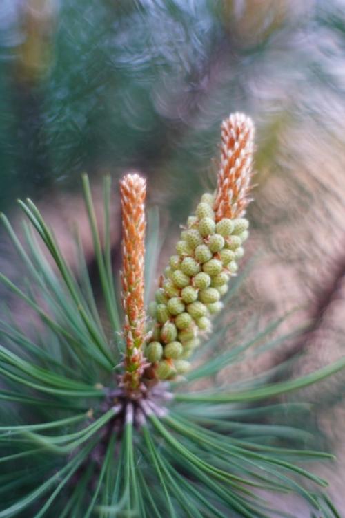 Аромат весны и немного магии боке от старичка Meyer - Optik Oreston 50mm. 07