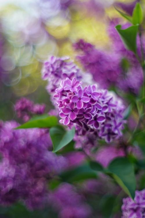 Аромат весны и немного магии боке от старичка Meyer - Optik Oreston 50mm. 02