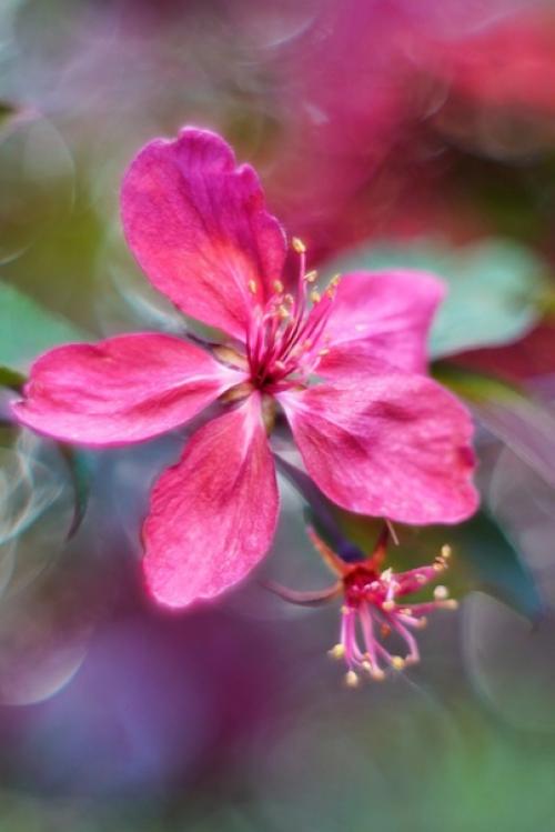 Аромат весны и немного магии боке от старичка Meyer - Optik Oreston 50mm. 06