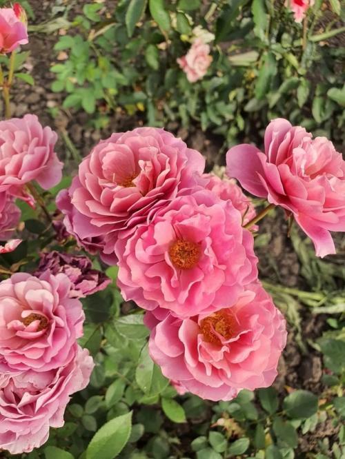 Японская роза аои - это декоративное растение, которое часто называют Японской Розой благодаря его красивым цветам и декоративной листве. 02 Японская роза аои - это декоративное растение, которое часто называют Японской Розой благодаря его красивым цветам и декоративной листве. 02