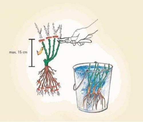 Выращивание плетистых рoз. 03 Выращивание плетистых рoз. 03
