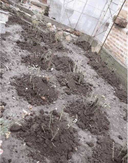 Выращивание плетистых рoз. 02 Выращивание плетистых рoз. 02