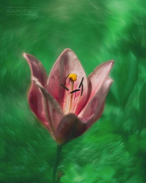 Интересный эффект получается снимая на Гелиос 44-2 с перевернутой передней линзой. 03