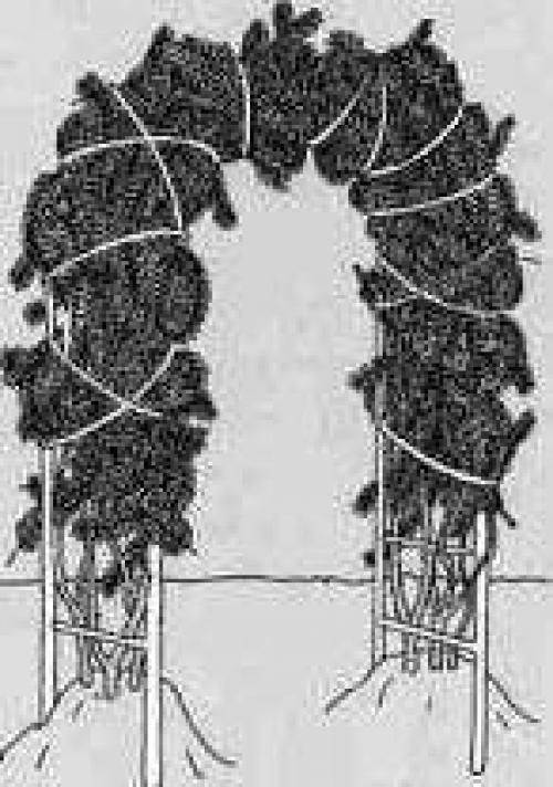 Выращивание плетистых рoз. 06 Выращивание плетистых рoз. 06