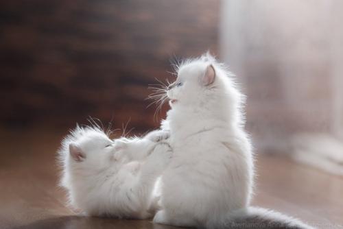 Комочки нежности вам в ленту, чтобы утро было добрее. 01