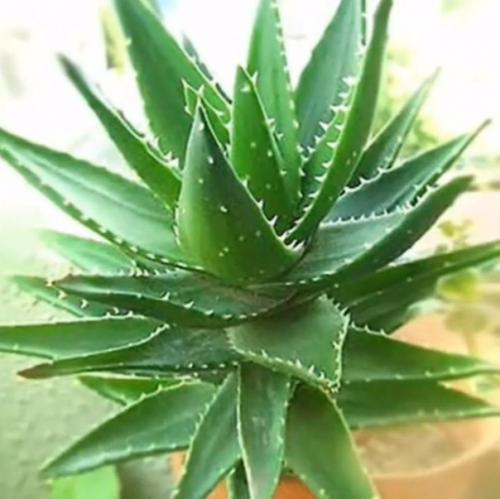 Четыре комнатных растения, которые должны быть в каждой квартире. 03