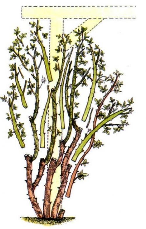 Выращивание плетистых рoз. 05 Выращивание плетистых рoз. 05