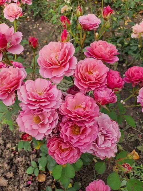 Японская роза аои - это декоративное растение, которое часто называют Японской Розой благодаря его красивым цветам и декоративной листве. 01 Японская роза аои - это декоративное растение, которое часто называют Японской Розой благодаря его красивым цветам и декоративной листве. 01