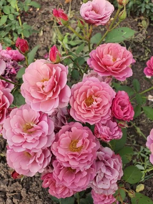 Японская роза аои - это декоративное растение, которое часто называют Японской Розой благодаря его красивым цветам и декоративной листве. 03 Японская роза аои - это декоративное растение, которое часто называют Японской Розой благодаря его красивым цветам и декоративной листве. 03