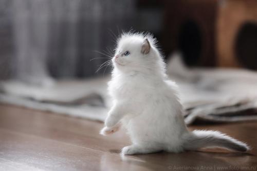 Комочки нежности вам в ленту, чтобы утро было добрее. 02