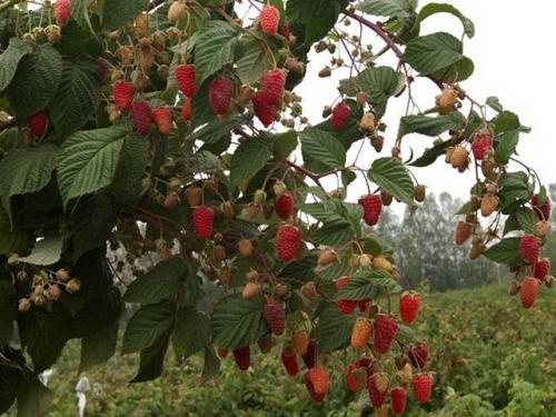 Почему засыхает малина в период созревания ягод? 02