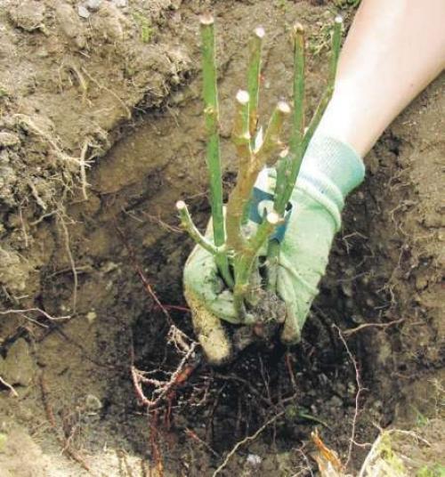 Выращивание плетистых рoз. 04 Выращивание плетистых рoз. 04