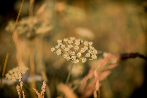 Фотограф: Светлана барметова. 04