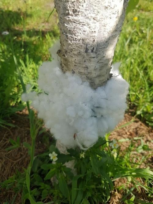 Защита от муравьев. 01