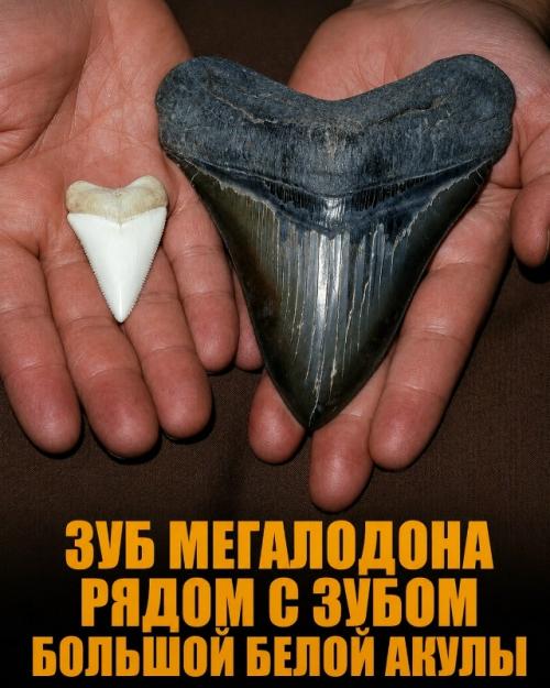 Насколько огромны самые большие объекты в природе и космосе. 02