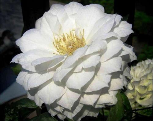 Клематис Герцогиня Эдинбургская - это популярный сорт декоративного лианового растения из семейства лютиковых. 03 Клематис Герцогиня Эдинбургская - это популярный сорт декоративного лианового растения из семейства лютиковых. 03