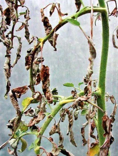 Фитофтора: как избавить томаты от злостного недуга. 01 Фитофтора: как избавить томаты от злостного недуга. 01