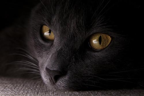 В каждом коте живет маленький демон. 01