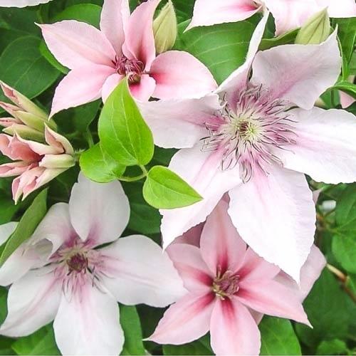 Клематис Герцогиня Эдинбургская - это популярный сорт декоративного лианового растения из семейства лютиковых. 04 Клематис Герцогиня Эдинбургская - это популярный сорт декоративного лианового растения из семейства лютиковых. 04