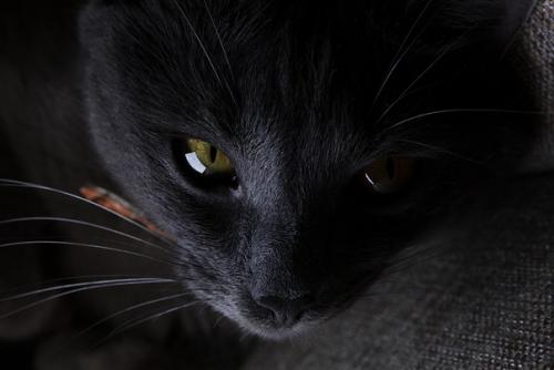 В каждом коте живет маленький демон. 02