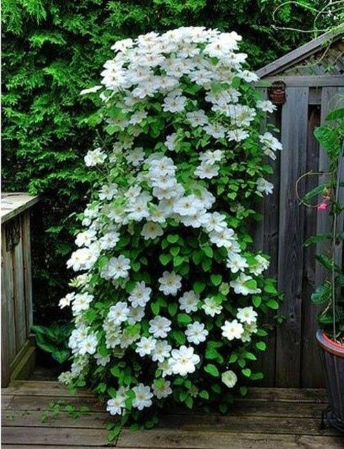 Клематис Герцогиня Эдинбургская - это популярный сорт декоративного лианового растения из семейства лютиковых. 02 Клематис Герцогиня Эдинбургская - это популярный сорт декоративного лианового растения из семейства лютиковых. 02