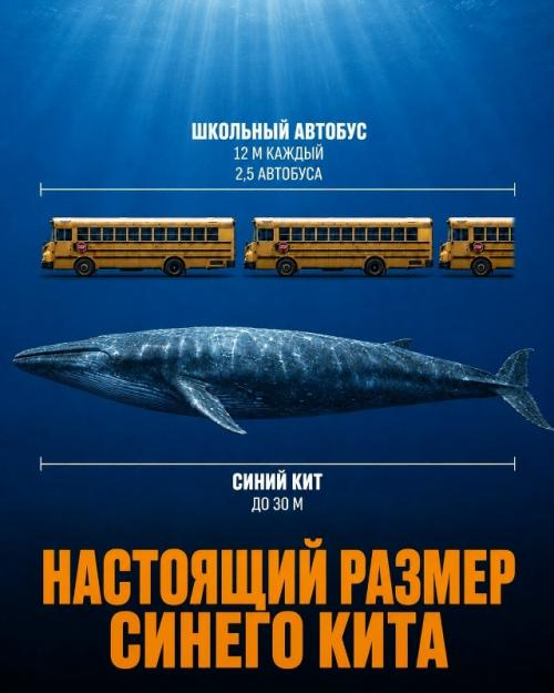 Насколько огромны самые большие объекты в природе и космосе. 01