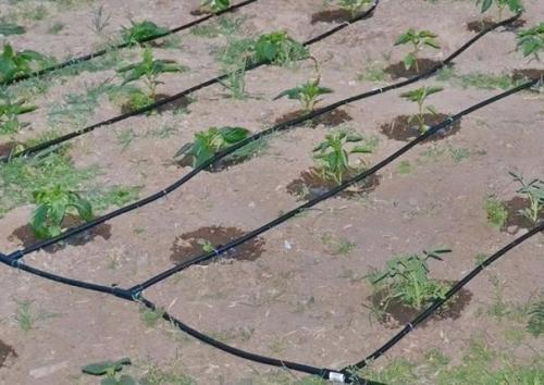 Мы строим теплицу - термос: пошаговая инструкция. 01