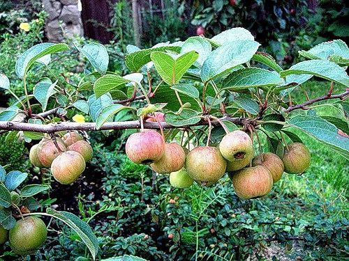 Чтобы яблони урожайными были. 01