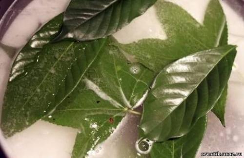 Скелетирование листьев - процесс несложный, но требующий терпения и аккуратности. 03 Скелетирование листьев - процесс несложный, но требующий терпения и аккуратности. 03