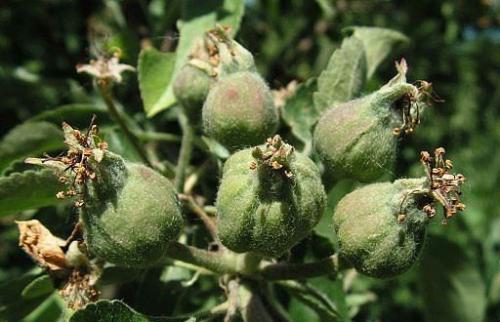 Чтобы яблони урожайными были. 03