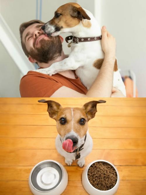 Учёные из университета эмори пришли к удивительному выводу: собаки любят своих хозяев даже больше, чем еду. 01