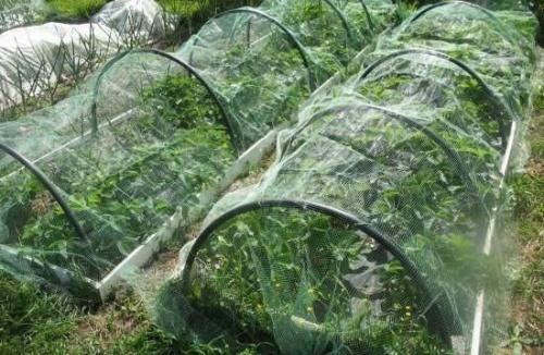 Дачный лайфхак. Сетка для капусты: зачем и почему. 03
