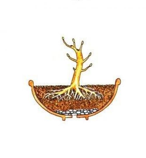 Фотошпаргалка?  Как вырастить бонсай? 03