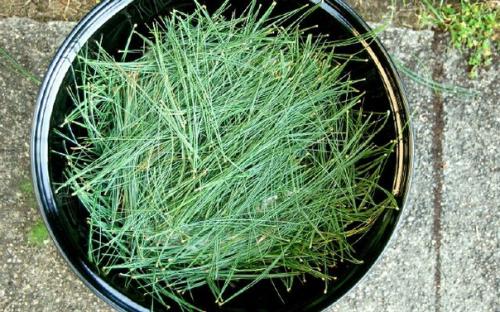 Мы заготавливаем хвою правильно. 01