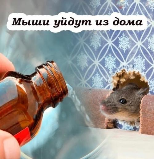 Mышей как вeтром сдует: простой способ, который поможет на долго прогнать грызунов. 

