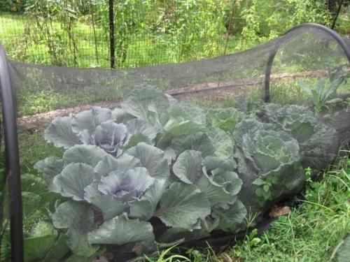 Дачный лайфхак. Сетка для капусты: зачем и почему. 02