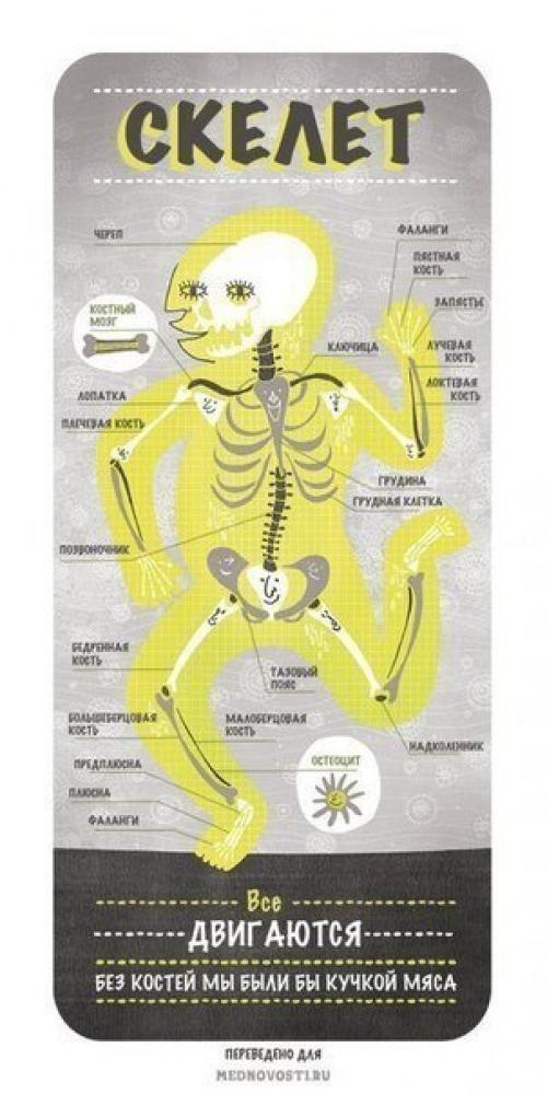 Анатомия в двух словах. 01